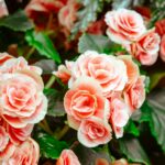 pink flowers with green leaves