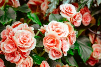 pink flowers with green leaves