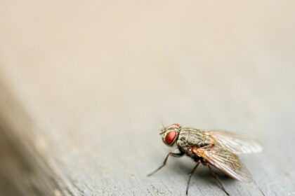 brown housefly