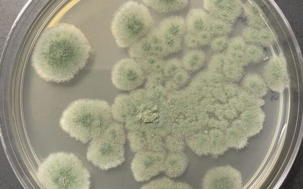 NASA Cleanroom Fungus Shows Deep-Space Staying Power, Raising New Planetary Protection Questions for Mars Missions