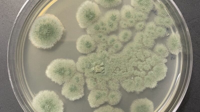 NASA Cleanroom Fungus Shows Deep-Space Staying Power, Raising New Planetary Protection Questions for Mars Missions