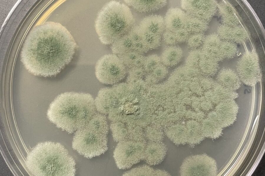 NASA Cleanroom Fungus Shows Deep-Space Staying Power, Raising New Planetary Protection Questions for Mars Missions